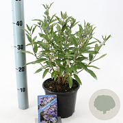 Caryopteris cland. Grand Bleu 30-40 cm 2,0L