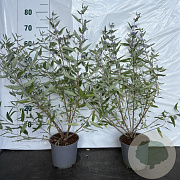 Caryopteris cland. 'Heavenly Blue' 30-40 cm 2,0L