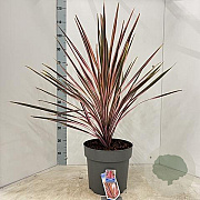 Cordyline aus. 'Southern Splendour' 70-80 cm 12L