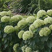 Hydrangea a. Lime Rickey GM 3,0L leverbaar