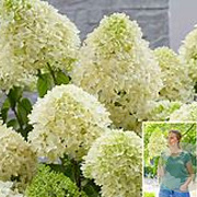 Hydrangea pan. Skyfall 30 cm 3,0L