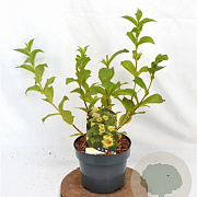 Weigela middendorffiana 30-40 cm 3,0L
