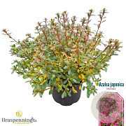 Azalea (J) 'Momoko' 25-30 cm 4,0L
