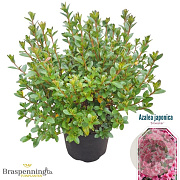 Azalea (J) 'Silvester' 25-30 cm 4,0L