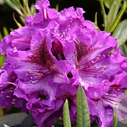 Rhododendron 'Anatevka' 30-40 cm 5,0L struik