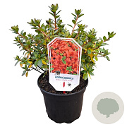 Rhododendron 'Brilliant Orange' 20-25 cm 2,0L