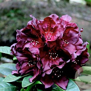 Rhododendron 'Black Widow' 30-40 cm 5,0L struik