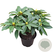 Rhododendron 'Grifie' 30-40 cm 5,0L struik