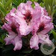 Rhododendron 'Hachmann's Kokardia' 30-40 cm 5,0L struik