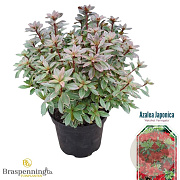 Rhododendron (AI) 'Hellmut Vogel' 25-30 cm 4,0L