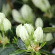 Rhododendron (AJ) Maischnee 25-30 cm 2,0L