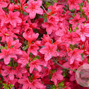 Rhododendron (AJ) 'Moederkensdag' 50-60 cm 20L