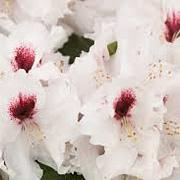 Rhododendron (AM) 'Prinses Máxima' 30-40 cm 5,0L struik