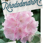 Rhododendron (Y) 'Silberwolke' 40-50 cm 20L