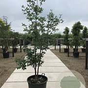 Acer griseum 200-250 cm cont. 80L