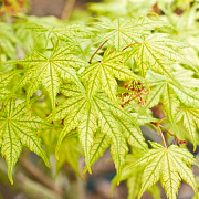 Acer palmatum 'Shigitatsu-sawa' 175-200 cm cont. 130L