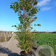 Cornus kousa 300-350 cm cont. 110L