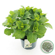 Hydrangea macrophylla 30-40 cm 5,0L