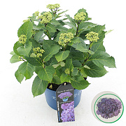 Hydrangea m. Curly Sparkle 30-40 cm 5,0L paars