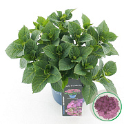 Hydrangea m. 'Ningbo' 25-30 cm 3,5L