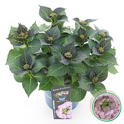 Hydrangea m. 'Tiffany' 25-30 cm 3,5L