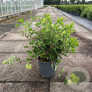 Hydrangea pan. 'Grandiflora' 40-50 cm 6,5L