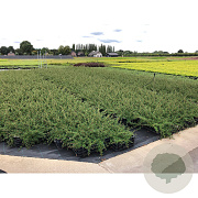 Cotoneaster radicans 'Eichholz' GM P9