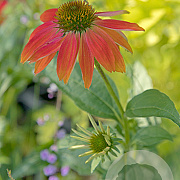 Echinacea Lakota Red GM P9