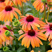 Echinacea Rainbow Marcella GM P9