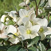 Helleborus n. 'Emma' GM  P11