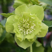 Helleborus o. 'Double Ellen Green' GM P9