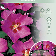 Hibiscus syr. 'Woodbridge' 120 cm stam 10L