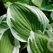 Hosta 'Minuteman' GM P9