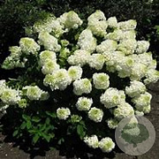 Hydrangea pan. 'Bombshell' GM 3,0L leverbaar