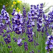 Lavandula ang. 'Contrast' GM P9