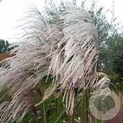 Miscanthus s. 'Memory' 30-40 cm 3,0L