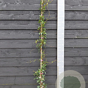 Trachelospermum j. 'Pink Showers' 150-175 cm vierkant rond 5,5L