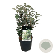 Elaeagnus ebb. 'Compacta' 50-60 cm 6L