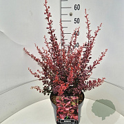 Berberis thunb. 'Rose Glow' 40-50 cm 10L