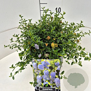 Ceanothus thyrsiflorus repens 30-35 cm 10L