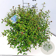Ceratostigma willmottianum 35-40 cm 10L