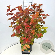 Physocarpus opulifolius 'Amber Queen' 50-60 cm 20L