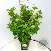 Viburnum opulus 'Roseum' 40-50 cm 10L
