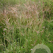 Andropogon g. 'Brocken Delight' GM P9