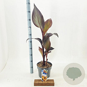 Canna indica 100 cm 5,0L
