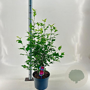 Hibiscus syr. Flower Tower Ruby 60-70 cm 10L