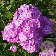 Phlox amplifolia Goliath GM P9