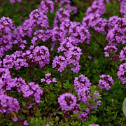Thymus citriod. 'Lammefjord' GM P9