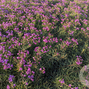Vernonia 'Summer's Swan Song' GM P9