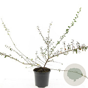 Cotoneaster suec. 'Coral Beauty' GM C1.3